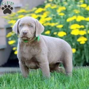 Kia, Silver Labrador Retriever Puppy