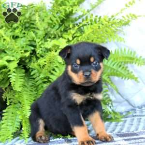 Kia, Rottweiler Puppy