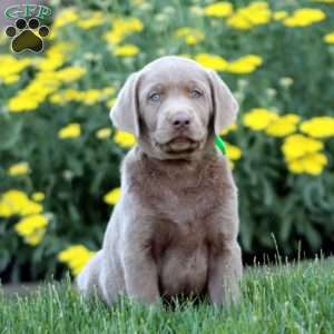 Kia, Silver Labrador Retriever Puppy
