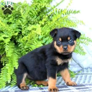 Kia, Rottweiler Puppy