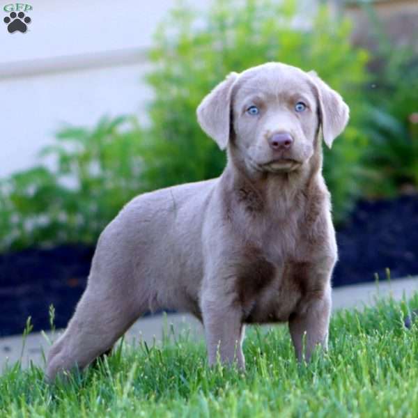 Kierra, Silver Labrador Retriever Puppy