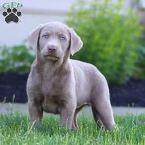 Kierra, Silver Labrador Retriever Puppy