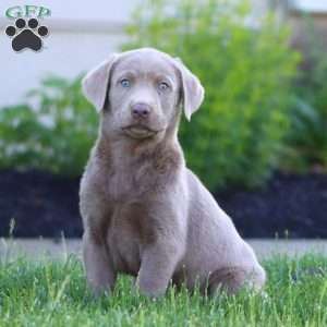 Kierra, Silver Labrador Retriever Puppy