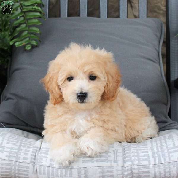 Kiki, Bich-Poo Puppy