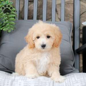 Kiki, Bich-Poo Puppy