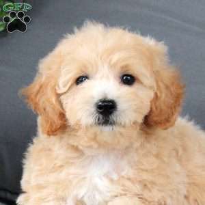 Kiki, Bich-Poo Puppy
