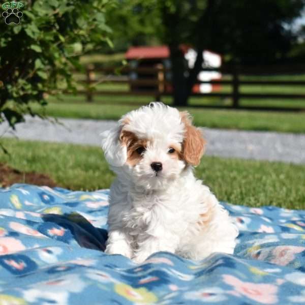 Kimmy, Cavapoo Puppy
