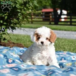 Kimmy, Cavapoo Puppy