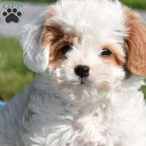 Kimmy, Cavapoo Puppy