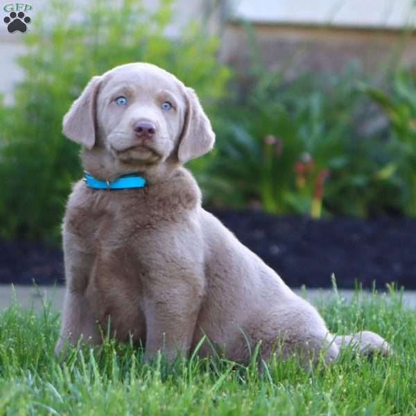 Kip, Silver Labrador Retriever Puppy