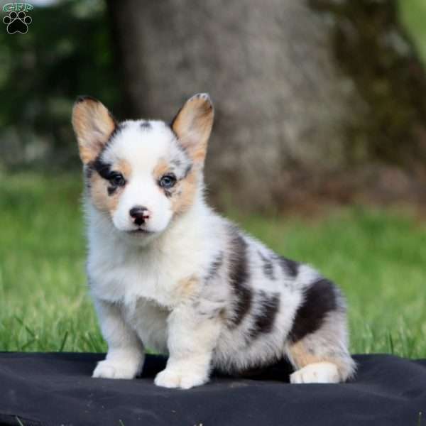 Kip, Pembroke Welsh Corgi Puppy