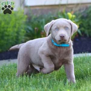 Kip, Silver Labrador Retriever Puppy