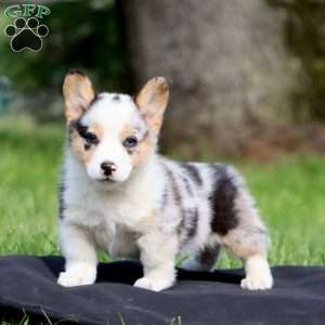 Kip, Pembroke Welsh Corgi Puppy
