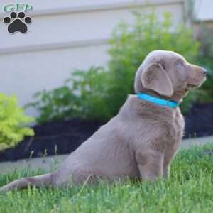 Kip, Silver Labrador Retriever Puppy