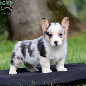 Kip, Pembroke Welsh Corgi Puppy