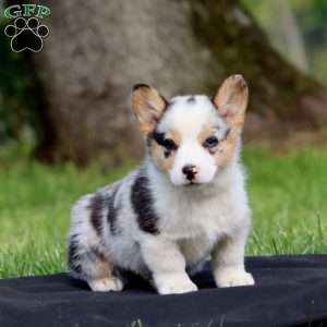 Kip, Pembroke Welsh Corgi Puppy