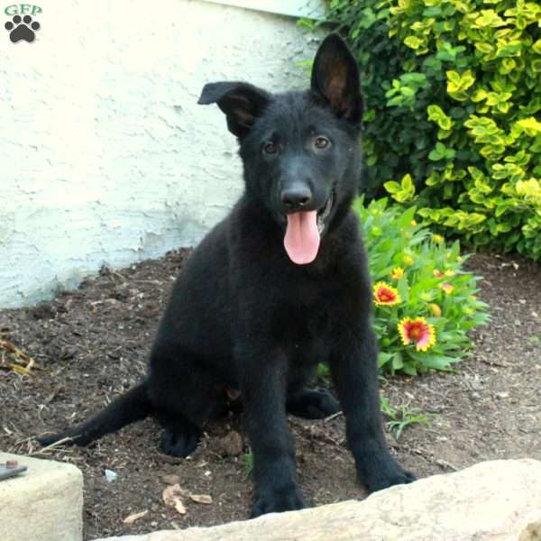 Kippen, German Shepherd Puppy