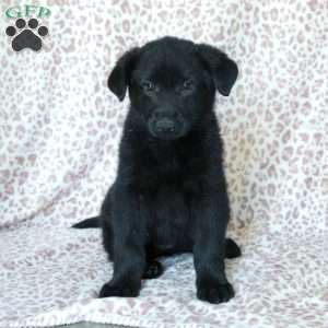 Kippen, German Shepherd Puppy