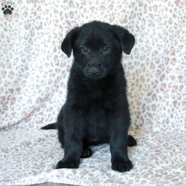 Kippen, German Shepherd Puppy