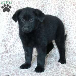 Kippen, German Shepherd Puppy