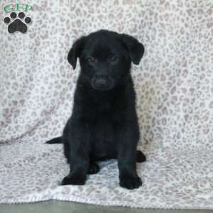 Kippen, German Shepherd Puppy