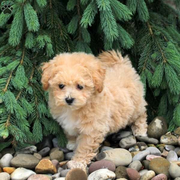 Kipper, Bich-Poo Puppy