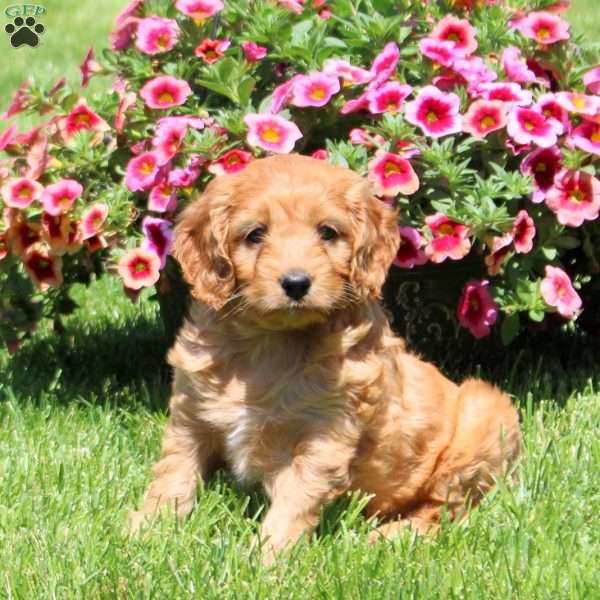 Kirby, Cockapoo Puppy