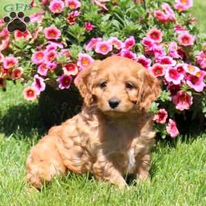 Kirby, Cockapoo Puppy