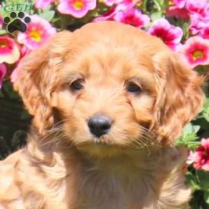 Kirby, Cockapoo Puppy