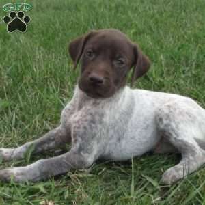 Kirby, German Shorthaired Pointer Puppy