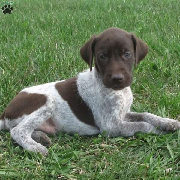 Kirby, German Shorthaired Pointer Puppy