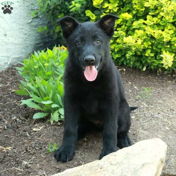 Kiri, German Shepherd Puppy