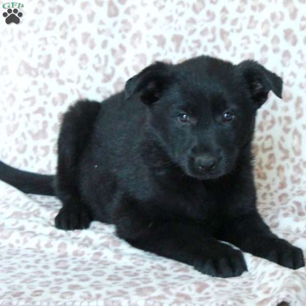 Kiri, German Shepherd Puppy