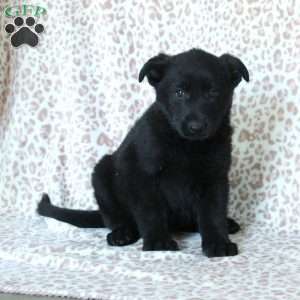 Kiri, German Shepherd Puppy