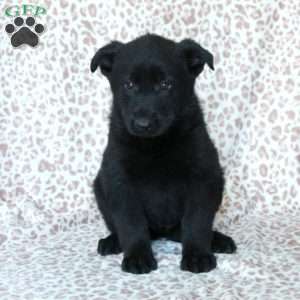 Kiri, German Shepherd Puppy