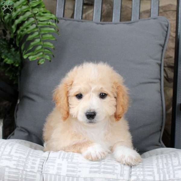 Kirk, Bich-Poo Puppy