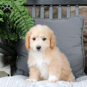 Kirk, Bich-Poo Puppy