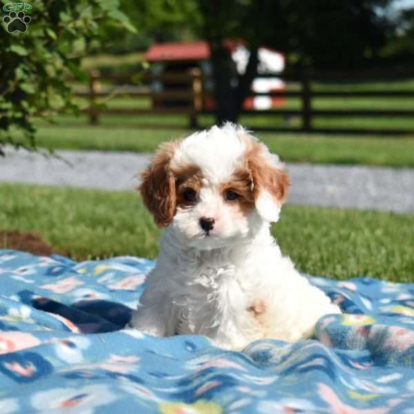 Kiwi, Cavapoo Puppy