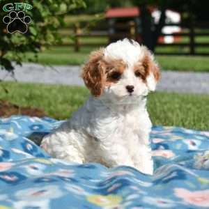 Kiwi, Cavapoo Puppy