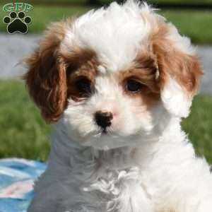 Kiwi, Cavapoo Puppy