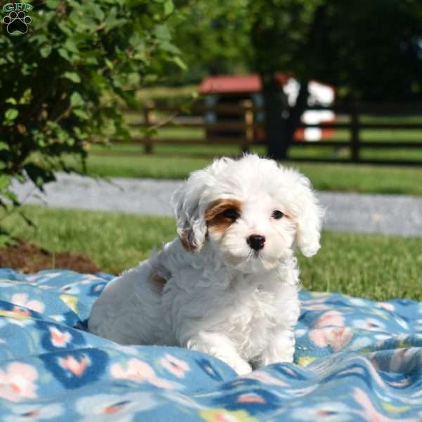Knox, Cavapoo Puppy