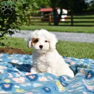 Knox, Cavapoo Puppy