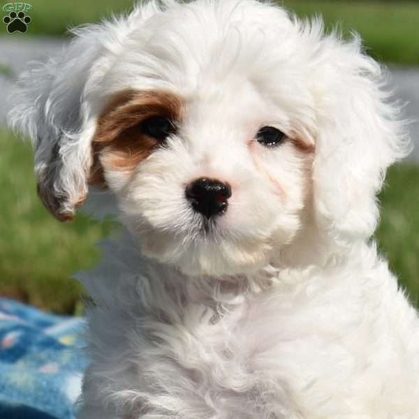 Knox, Cavapoo Puppy