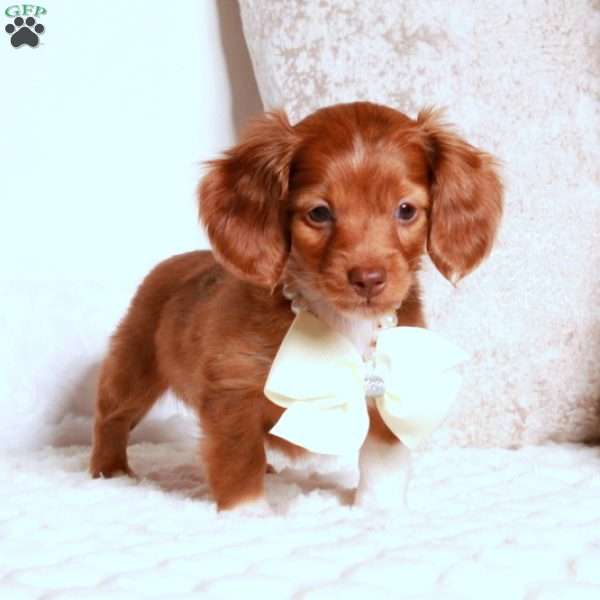 Kody, Dachshund Puppy
