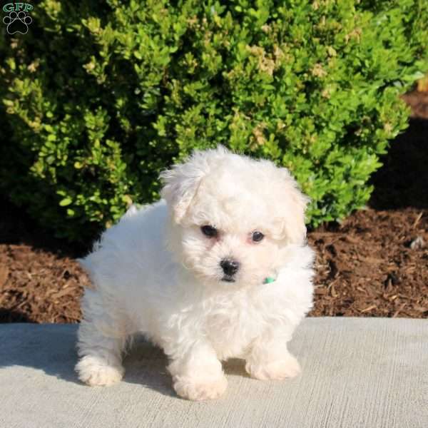 Kody, Bichon Frise Puppy