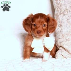 Kody, Dachshund Puppy