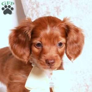 Kody, Dachshund Puppy