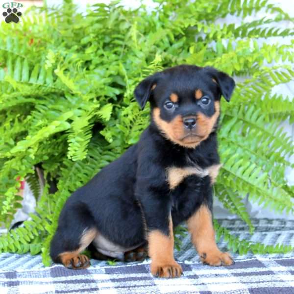 Kody, Rottweiler Puppy