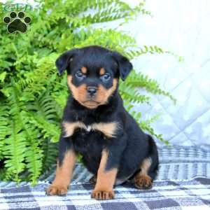 Kody, Rottweiler Puppy