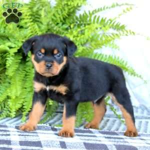 Kody, Rottweiler Puppy